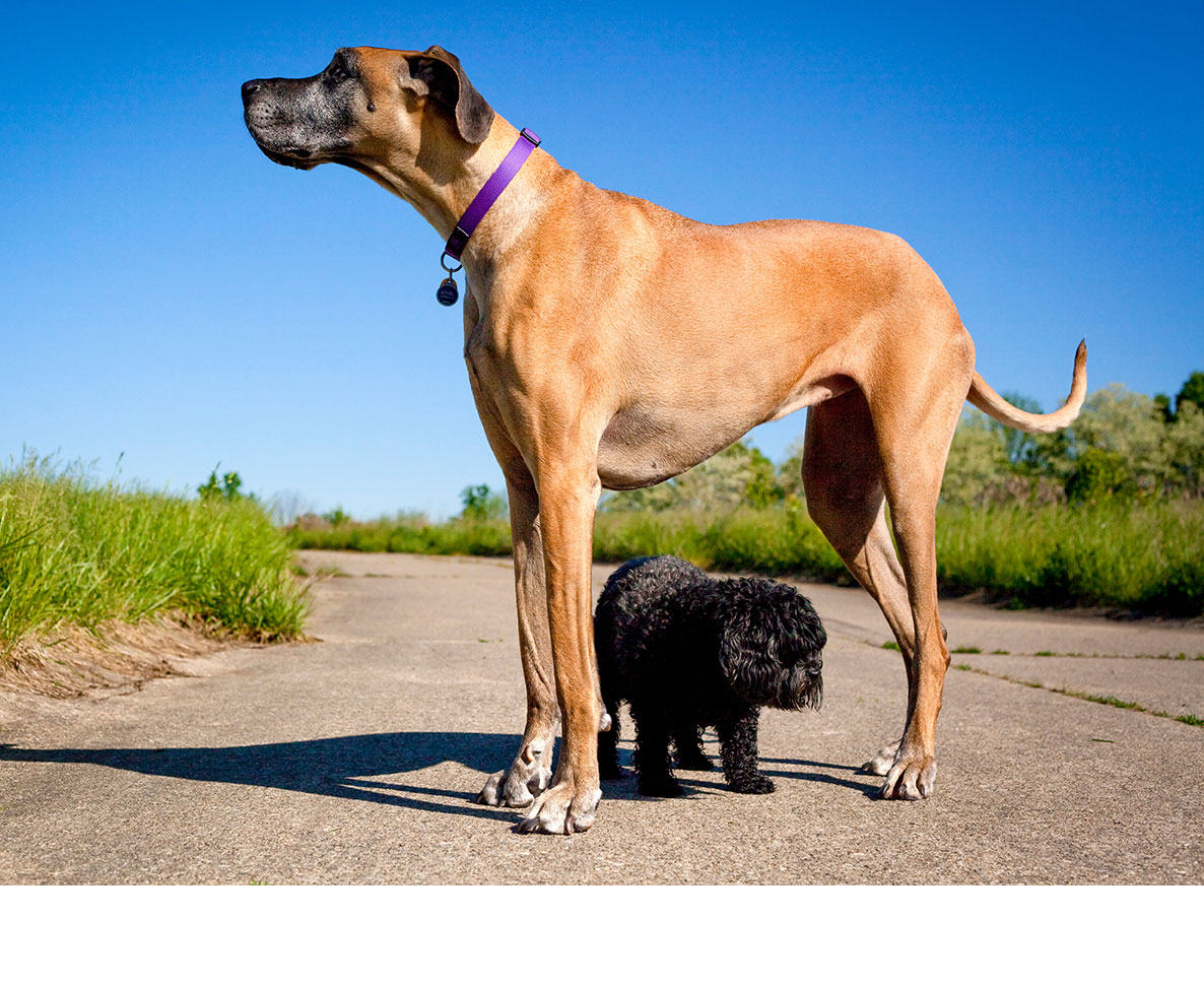世界一大きい犬のギネス記録！体重150Kg超と2M級巨大犬の真相