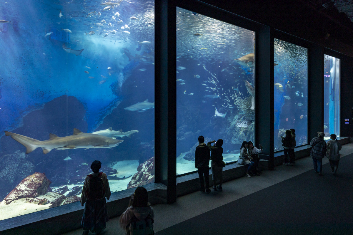 マリンワールド水族館2026攻略！チケット割引と混雑回避の極意
