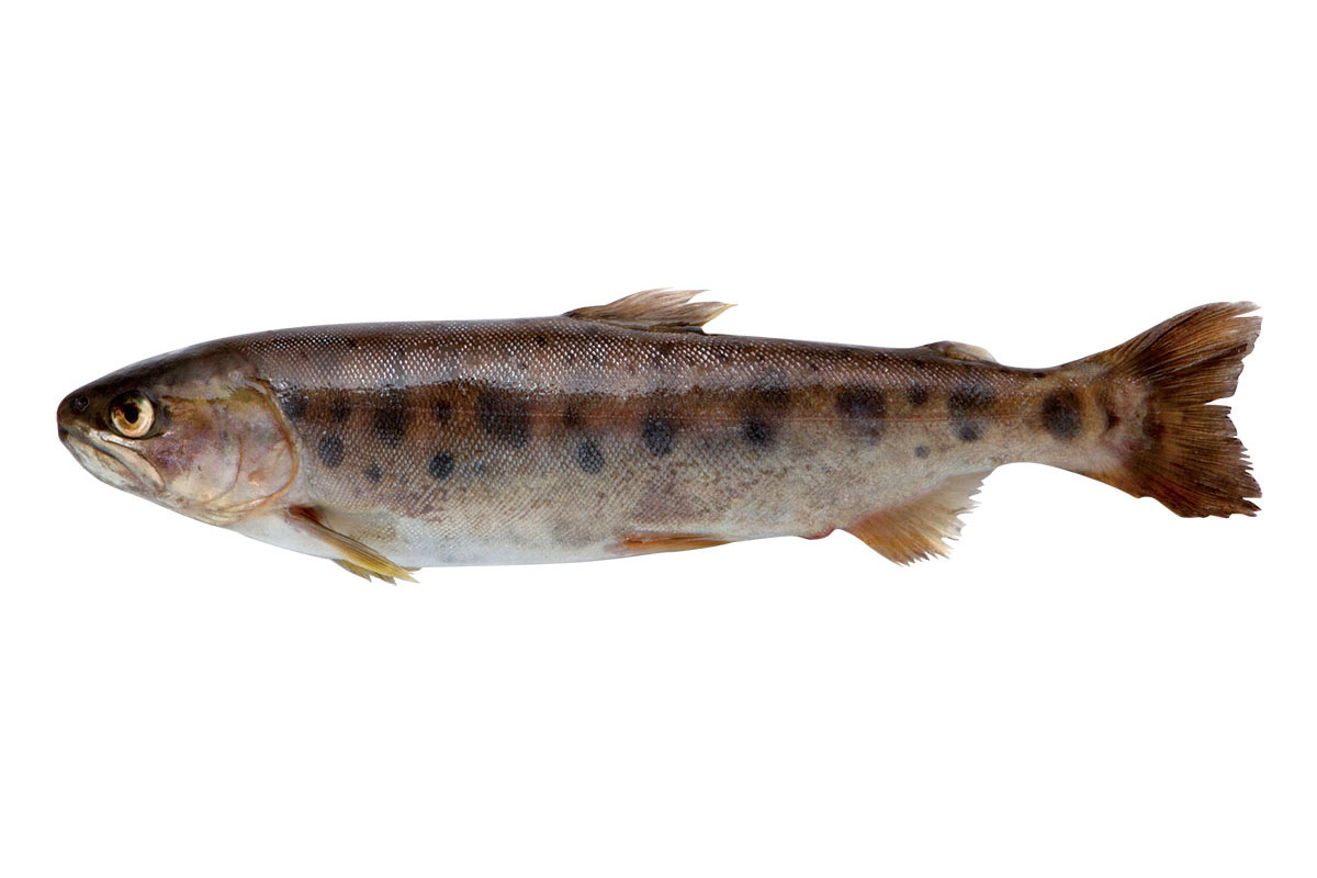 渓流の女王・山女魚の全貌！旬と生息地・釣り方から絶品塩焼きまで徹底解剖