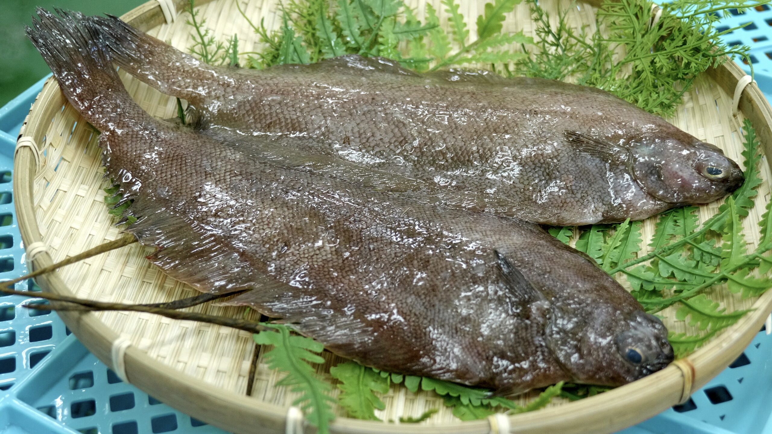 柳魚の読み方と正体は？シシャモとの違いや由来の真相を徹底解説
