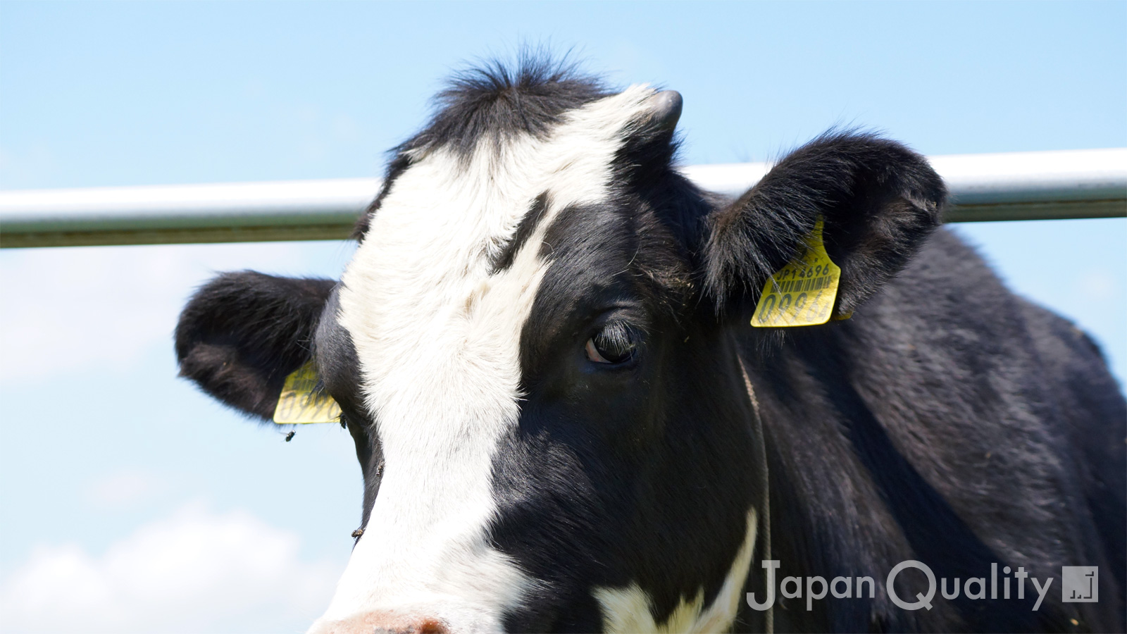 牛の角の構造と神経の秘密｜切ると痛い理由や除角の真相を徹底解説