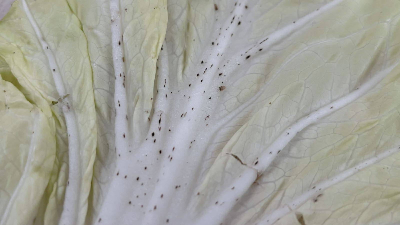 白菜の黒い点は食べられる？カビや虫との違いとゴマ症の正体を徹底究明