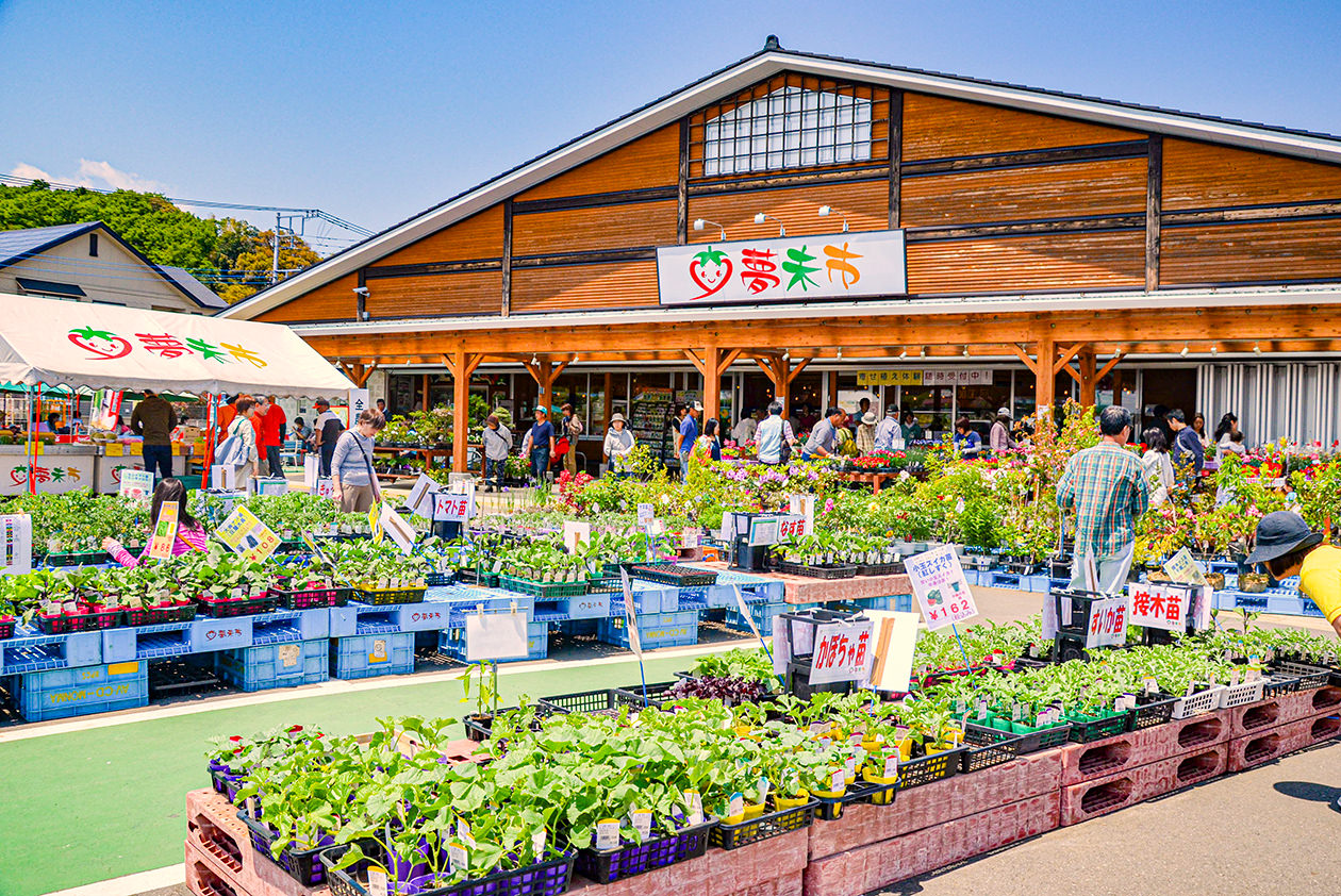 夢未市を完全攻略！名物ジェラートと新鮮野菜の入荷時間・混雑回避術