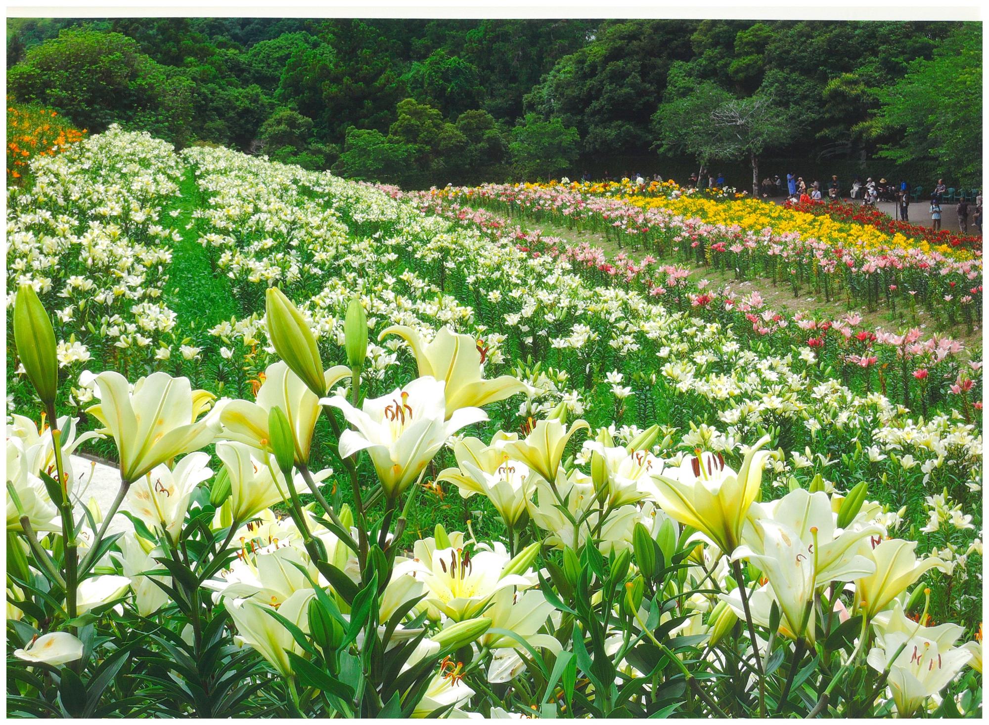 可睡ゆりの園2026開花速報！見頃ピークと混雑回避＆天ぷら徹底解説