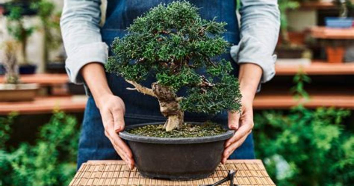 Bonsai