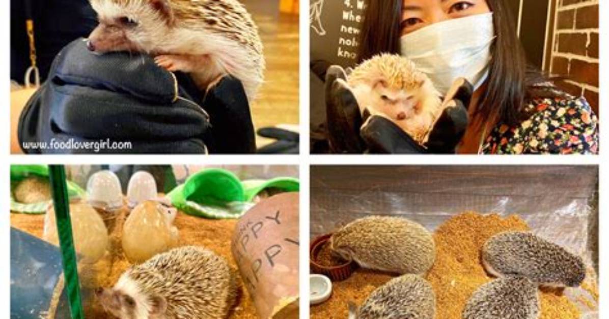 Hedgehog Cafe Pet Store